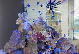 院内に”共生”する生き物たちの水槽